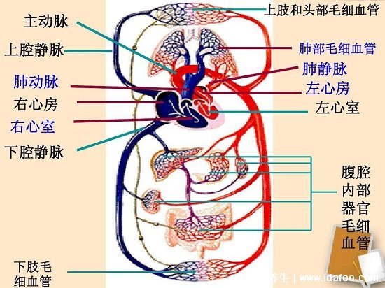 血液循环图简易图，体循环肺循环各有其特点(肺循环途径比体循环短)