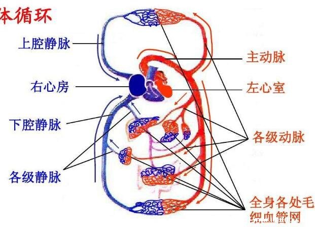 血液循环图简易图，体循环肺循环各有其特点(肺循环途径比体循环短)