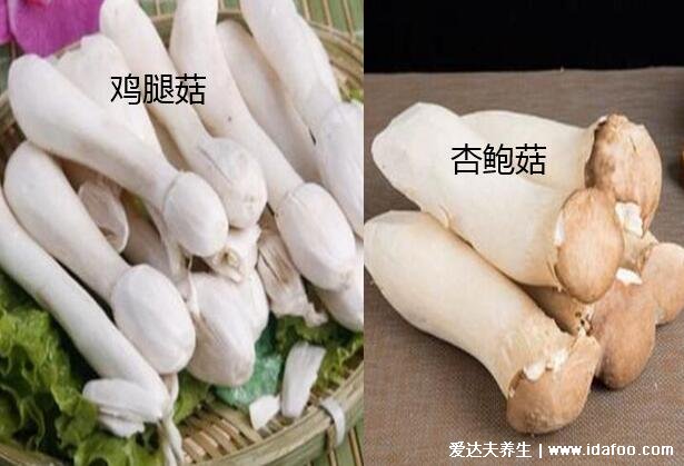 鸡腿菇和杏鲍菇的区别图片，白色菌盖外形像鸡腿的是鸡腿菇