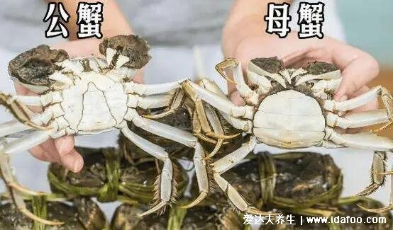 大闸蟹母蟹和公蟹哪个好，爱吃蟹黄就在九月吃母蟹(蟹黄母蟹独有)