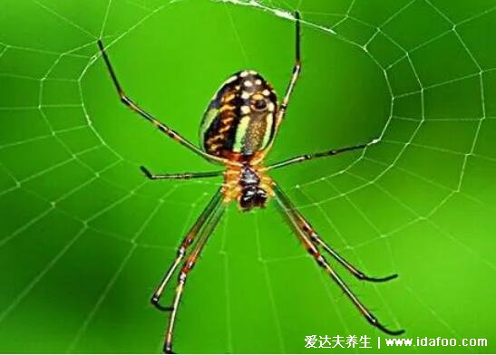 蜘蛛是不是昆虫，不是它不符合昆虫特征(蜘蛛是节肢动物)