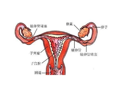 输卵管堵塞的10个征兆，月经不调/痛经/白带增多都要注意