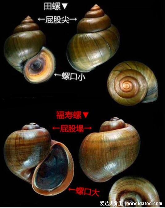 福寿螺到底能不能吃和田螺的区别，一定要煮熟但不建议吃(做法很重要)