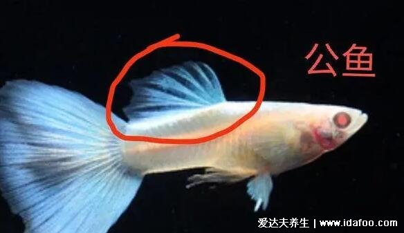 孔雀鱼怎么分公母，可观察鱼鳍/颜色/体型等(不能和罗非鱼一起养)