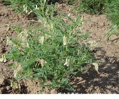 野生中药黄芩图片大全，常用于清热燥湿以及泻火解毒