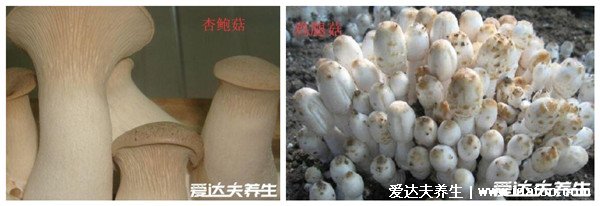 鸡腿菇和杏鲍菇的区别，颜色外形都不同(菌中新秀鸡腿菇菌盖白色)