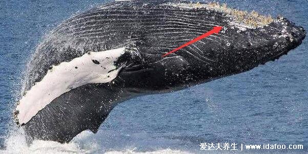 藤壶是什么东西图片，会寄生在鲸鱼等海洋动物身上(能吃的海鲜)