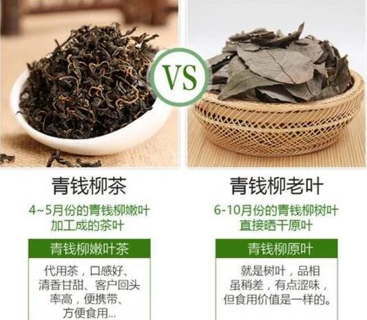 青钱柳茶的功效与作用禁忌，降血压血脂但3类人不能喝青钱柳茶