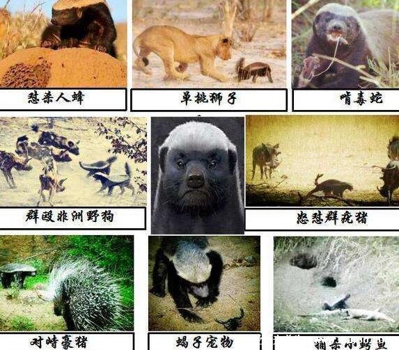 平头哥是什么动物图片，指的是蜜獾(世界上最无惧的动物进吉尼斯纪录)