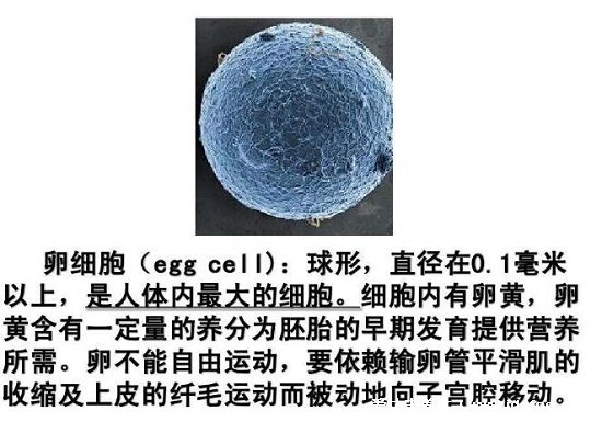人体最大的细胞是哪一个，卵细胞直径在100微米(最小细胞是血小板)