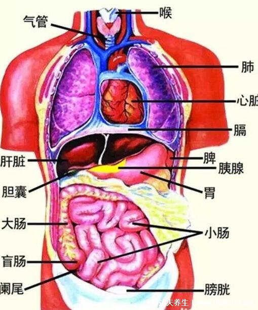 人体内脏结构图，五脏六腑在四大系统中位置不同