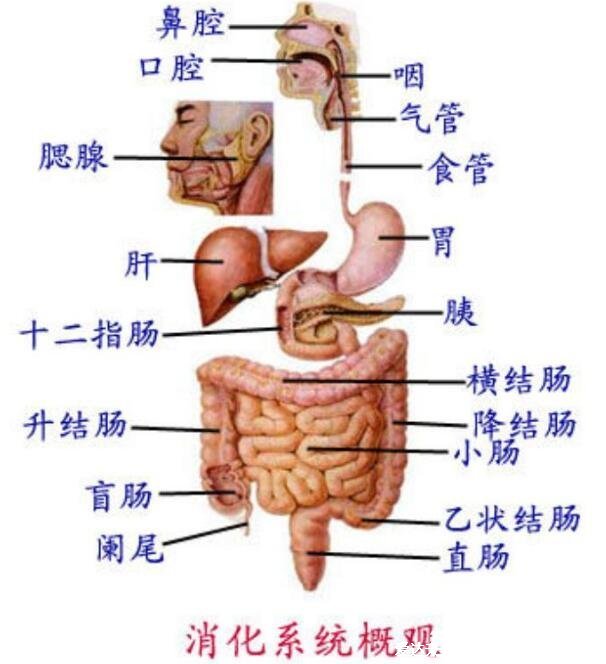 人体内脏结构图，五脏六腑在四大系统中位置不同