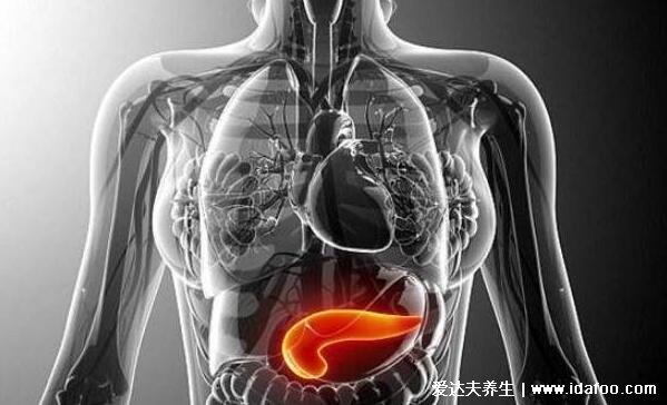 胰腺在人体的哪个部位图解，左上腹部肝脏左侧(附胰腺疼痛位置图片)