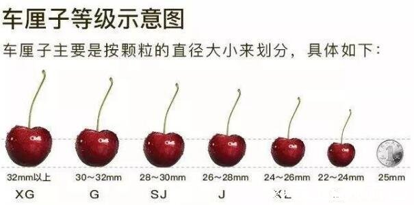 车厘子都是进口的吗，不一定/有多品种中国大樱桃(车厘子属欧洲樱桃)