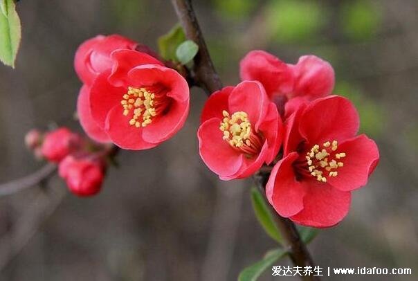 红瘦指的是哪种花，后来指海棠花本是形容词(意指红花凋零)