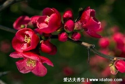 红瘦指的是哪种花，后来指海棠花本是形容词(意指红花凋零)