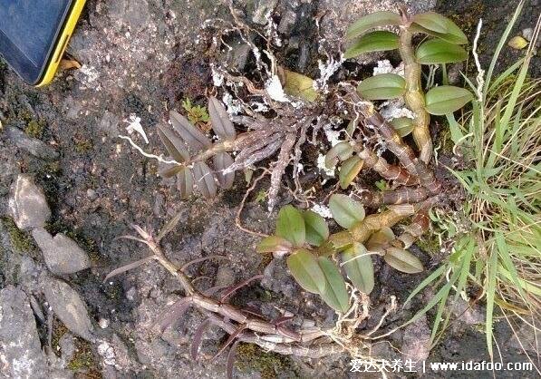 野生铁皮石斛图片大全，长在悬崖峭壁的二级濒危植物(功效与作用禁忌)