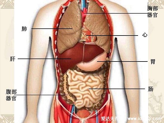 人体腹部结构图位置，腹部九分法中不同器官分布图