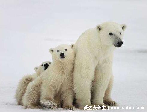 北极熊的毛是什么颜色，毛颜色透明皮肤是黑色(光的折射呈白色)