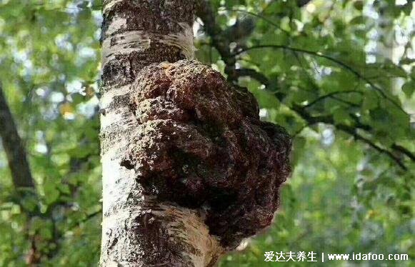 桦树茸为什么中国禁止，非法进口的桦树茸对健康危害极大