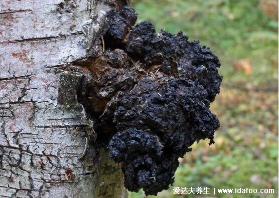 桦树茸为什么中国禁止，非法进口的桦树茸对健康危害极大
