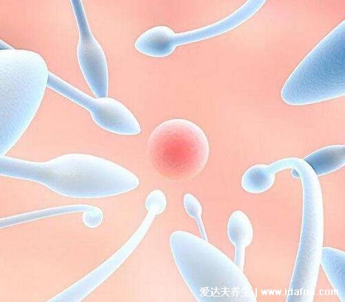 精子和卵子结合需要多长时间怀孕，6到7天着床(8大特征暗示着床成功)