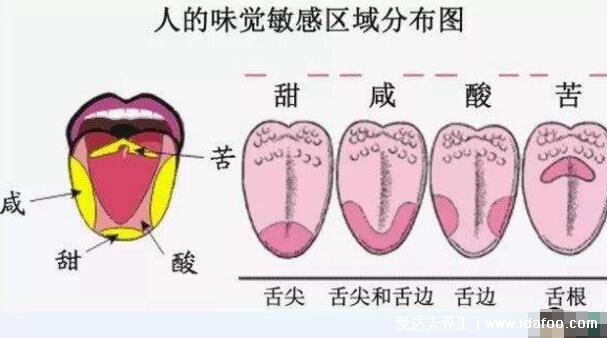 舌头上有红色的小肉粒图片，每人都有的舌乳头就是味蕾(发炎会痛)