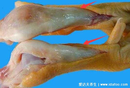 鸡脚筋是鸡的哪个部位，是鸡爪脚踝处的关节(富含胶原蛋白)