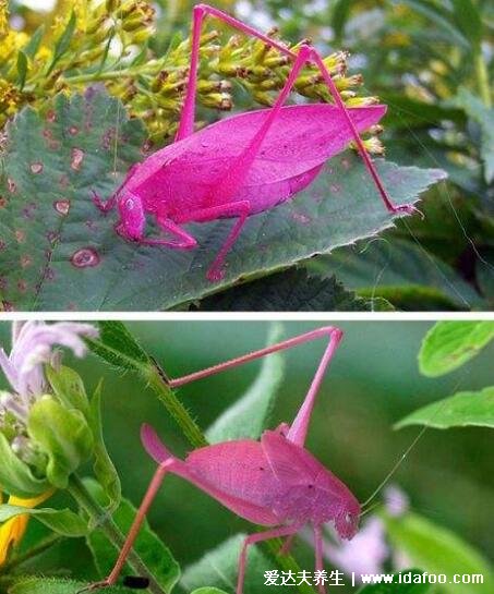 纺织娘是什么昆虫图片，俗称草蜢虫是农业害虫(叫声很有特色)