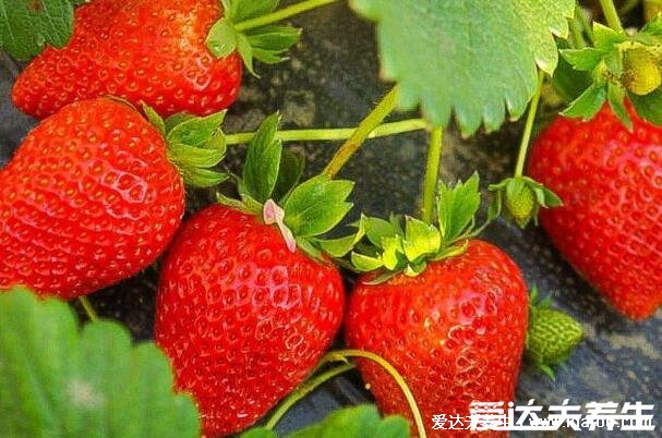 草莓是什么季节的水果几月份可以摘草莓，春末夏初(3月份可采摘)  