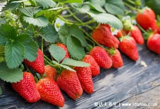 草莓是什么季节的水果几月份可以摘草莓，春末夏初(3月份可采摘)  