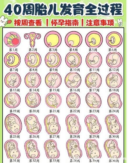 胎儿发育过程图1至10个月，每个月宝宝变化图解(18到20周胎动)
