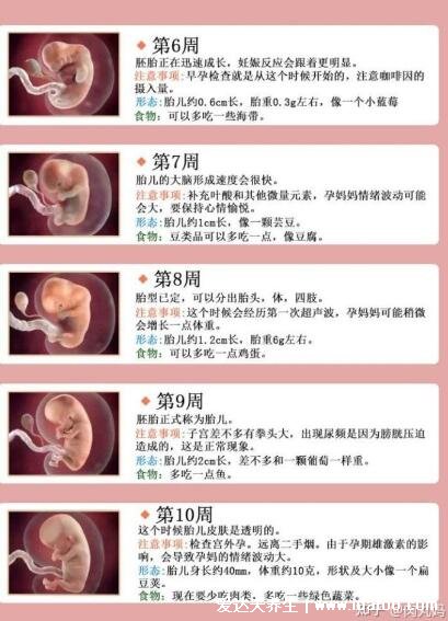 胎儿发育过程图1至10个月，每个月宝宝变化图解(18到20周胎动)