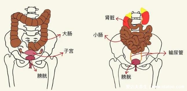 膀胱在哪个位置图片，肚脐下方耻骨联合的上方能摸到