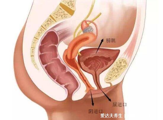 膀胱在哪个位置图片，肚脐下方耻骨联合的上方能摸到