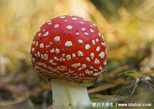 有毒蘑菇和无毒蘑菇图片，我国有毒蘑菇以及常见蘑菇盘点