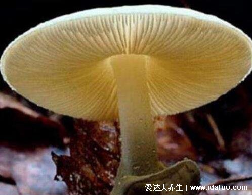 有毒蘑菇和无毒蘑菇图片，我国有毒蘑菇以及常见蘑菇盘点