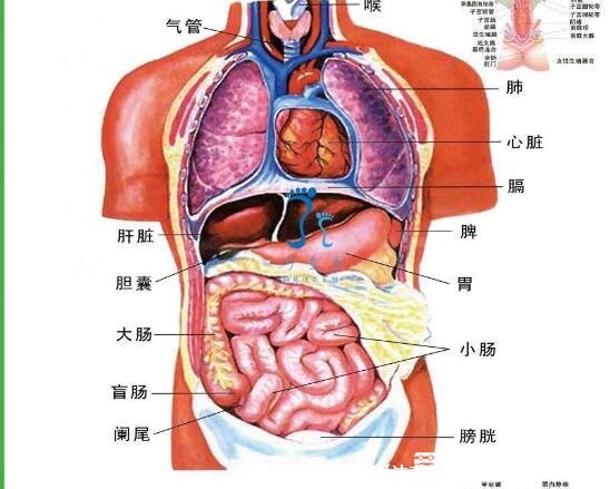 肺在哪个位置图，在胸腔内但肺不会疼/肺部疾病会引起胸疼