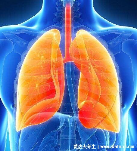 肺在哪个位置图，在胸腔内但肺不会疼/肺部疾病会引起胸疼