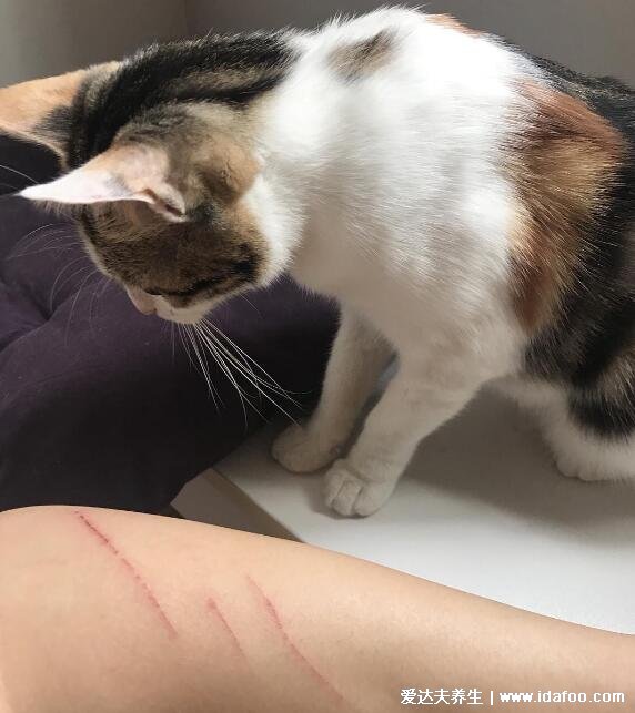 猫抓了一下出了点血要打疫苗吗，有明确伤口最好打针(十日观察法)