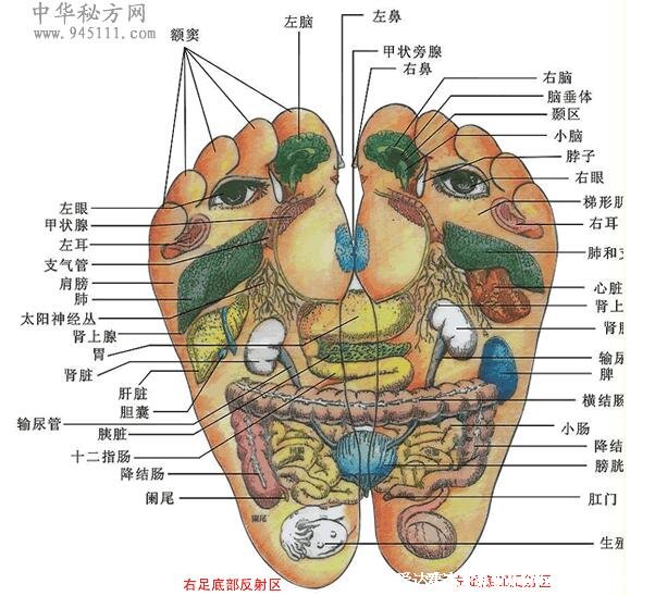 脚底按摩图反射区图片，按摩大脑反射区可治疗头痛