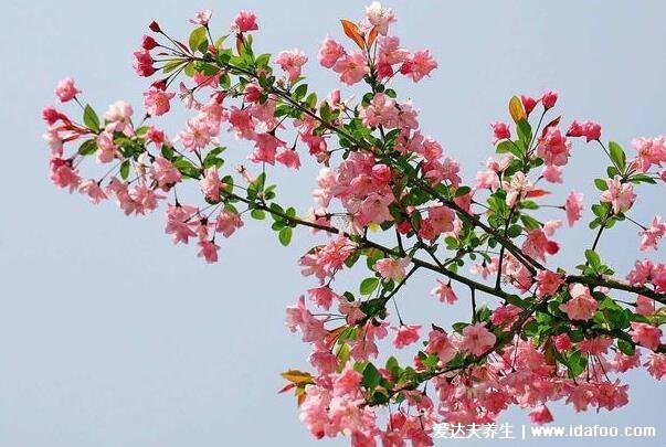 梨花是什么季节开的图片，春季开花但南方早于北方(清明看花) 