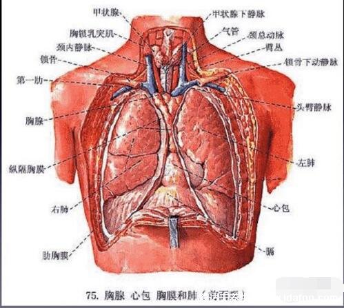 肺在哪个位置图疼痛位置图解，覆盖在心脏上面左右各一个