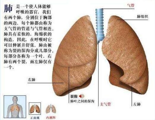 肺在哪个位置图疼痛位置图解，覆盖在心脏上面左右各一个