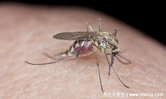 蚊子有多少颗牙齿放大图片，22颗/其实是一根带锯齿的口器