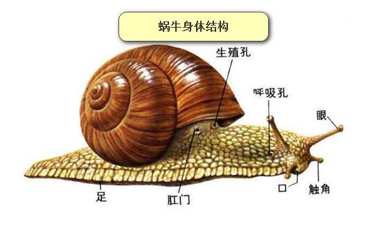 蜗牛有多少颗牙齿，25600颗长在舌头上(放大图牙齿最多的动物)