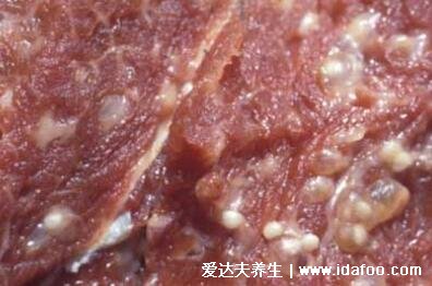 米猪肉图片鉴别方法，有米粒大乳白色水疱(彻底煮熟后能吃)