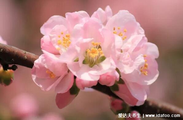 杏花是什么颜色图片，含苞待放时为纯红色/花落变成纯白色