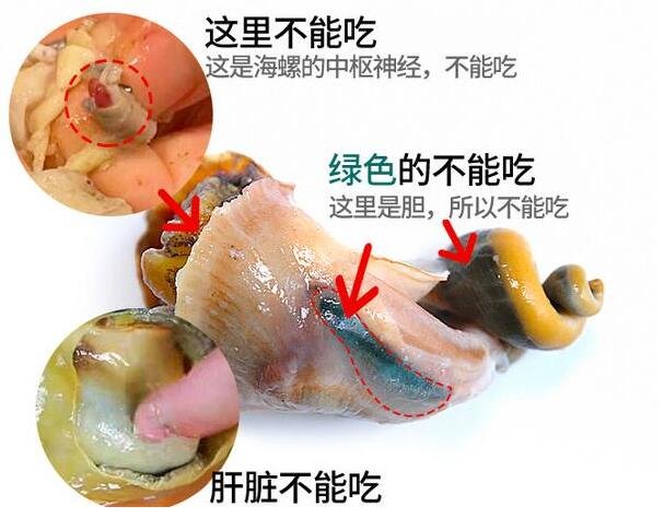 海螺怎么吃哪些部位不能吃分解图，4个部位不能吃(冷水下锅15分钟)