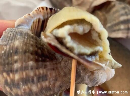 海螺怎么吃哪些部位不能吃分解图，4个部位不能吃(冷水下锅15分钟)